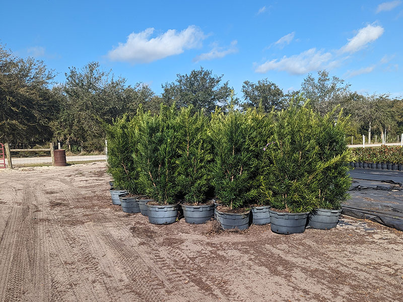 RC Trees Preferred Vendors - These trusted professionals work with RC Trees regularly and have experience sourcing, delivering, and installing high-quality trees across Central Florida.