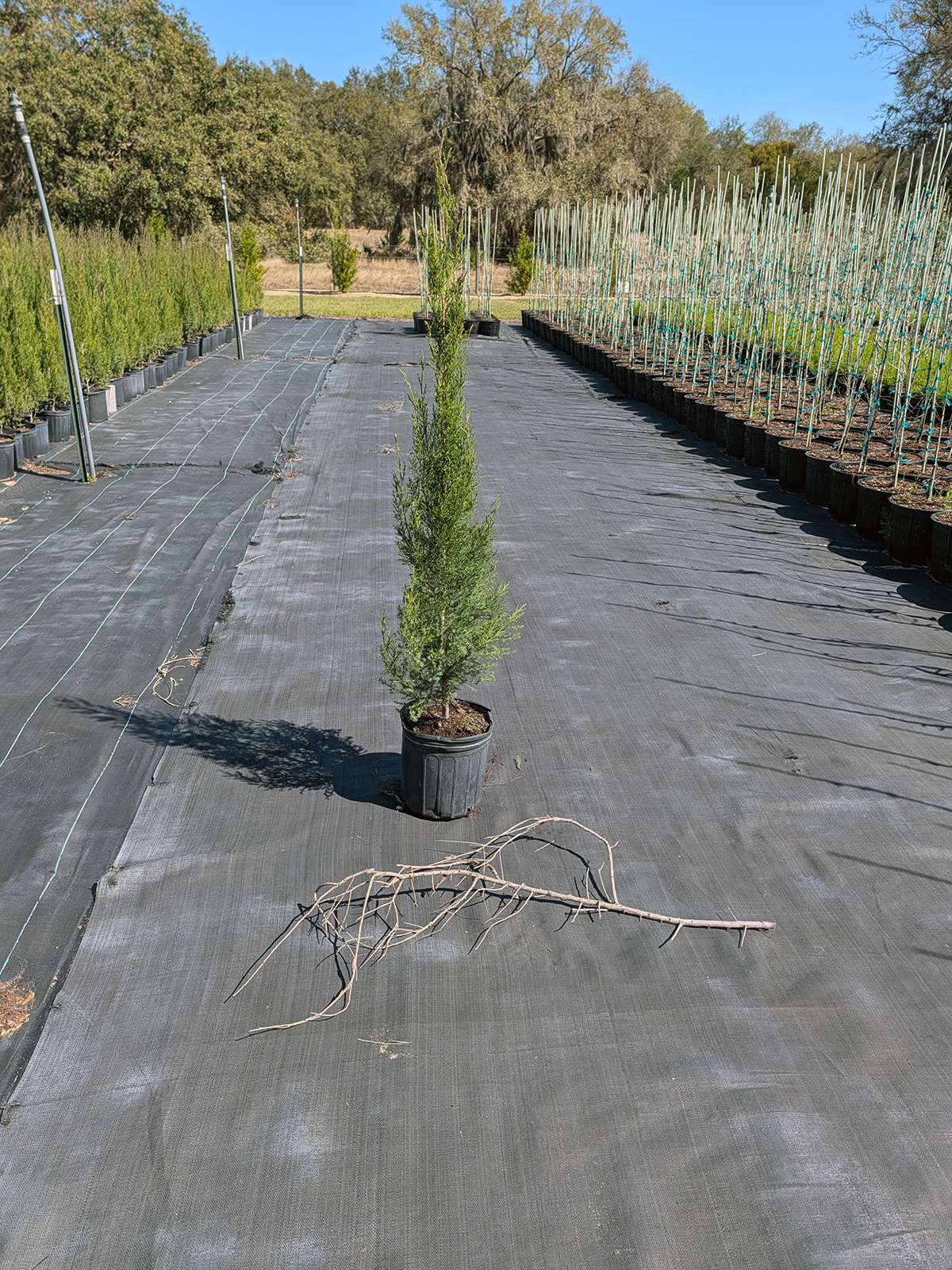Southern Red Cedar young container tree on nursery fabric at RC Trees Florida