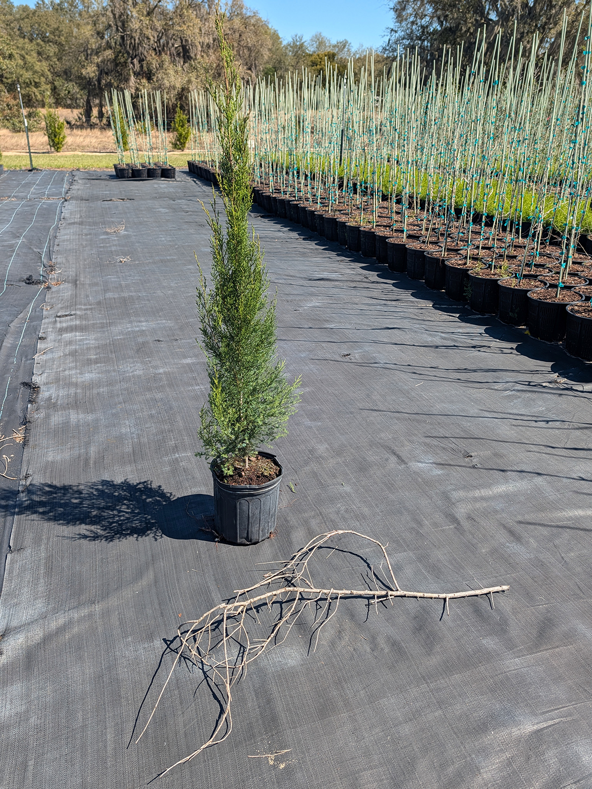 Southern Red Cedar young container tree on nursery fabric at RC Trees Florida