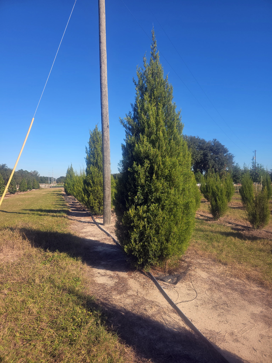 Southern Red Cedar tree in field production row at RC Trees
