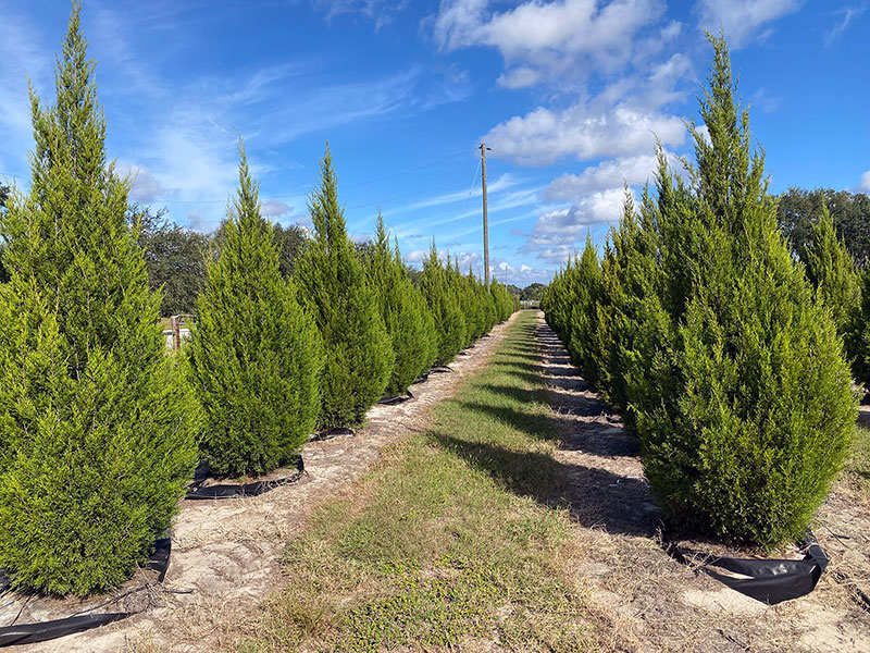 Southern Red Cedar container trees in nursery rows on ground fabric at RC Trees Southern Red Cedar container trees in nursery rows on ground fabric at RC Trees