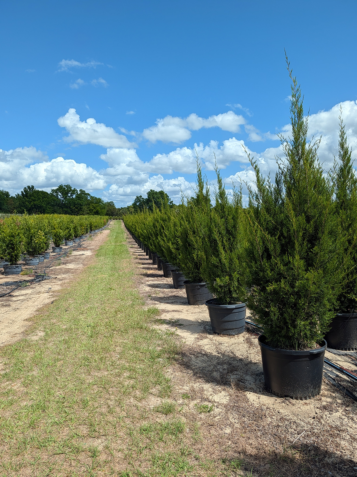 Southern Red Cedar trees in containers arranged in nursery rows.